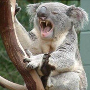 The Drop Bear — Super Plush Microfibre Wax & Polish Removal Cloth